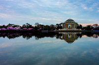 Jefferson Cherry Blossom